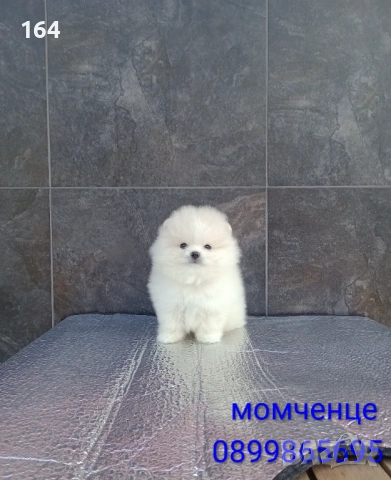 Мъжки мини Померан. Реални снимки от 19.01.26 г. , снимка 7 - Померан - 53125648