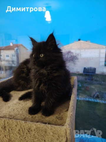 Мейн Кун, чистокръвни котета , снимка 4 - Мейн кун - 53787264