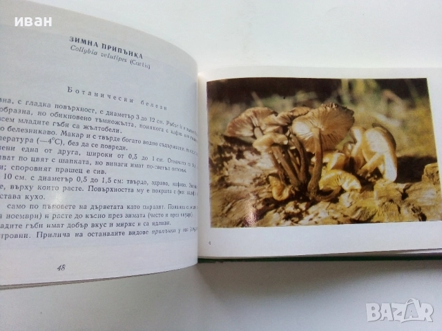 Диворастящите гъби - Н.Колев,Аф.Охапкин - 1974г., снимка 4 - Енциклопедии, справочници - 51999994