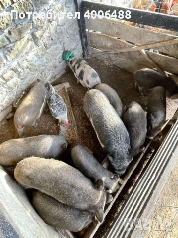 Виетнамски прасета