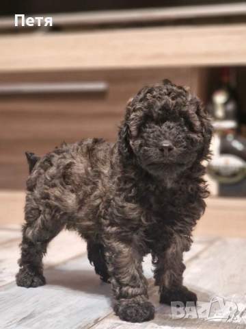 Пудел мини момче, снимка 4 - Пудели - 52651544