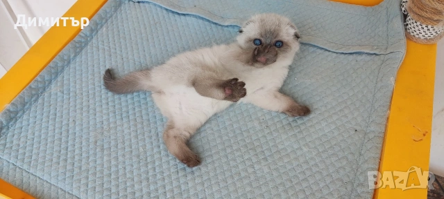 Кълърпойнтчета шотландски, снимка 5 - Британска късокосместа - 54252898