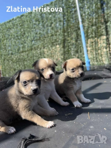 Продавам , снимка 1