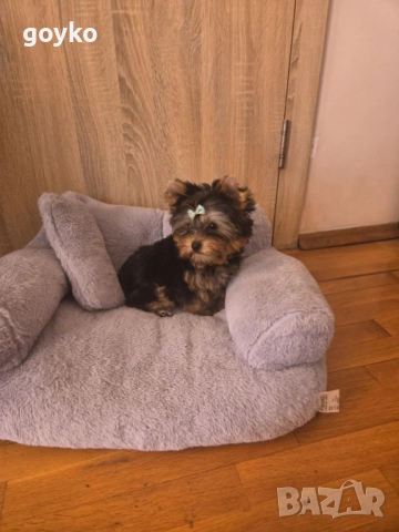 йоркширски териер, снимка 1