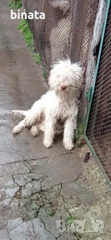 лагото Романьоло 