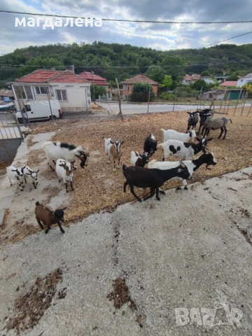 Продавам стадо камерунски кози