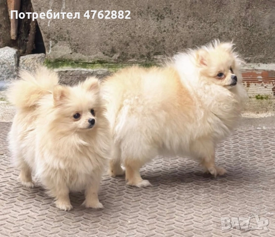 Свободни момичета, снимка 3 - Померан - 53809668