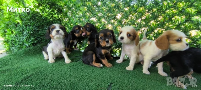 Кавалер Кинг Чарлз шпаньол , снимка 8 - Кавалер кинг чарлз шпаньол - 51169749