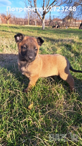 Кученца белгийска овчарка , снимка 2 - Белгийска овчарка - 52937741