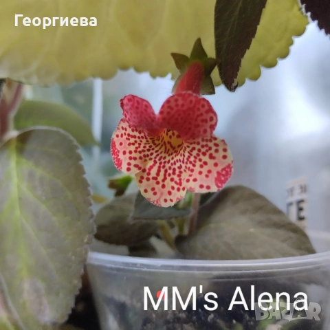 колерия растения 