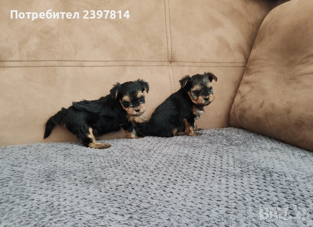 Йоркширски териер - женски , снимка 6 - Йоркширски териер - 53610267