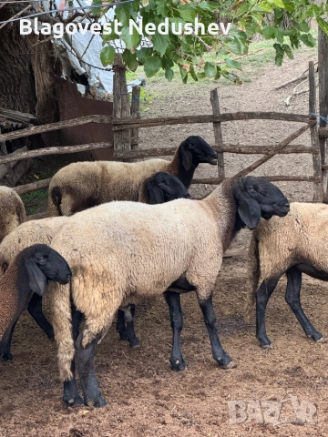 Овен плевенски черноглав, снимка 4 - Овце - 52135634