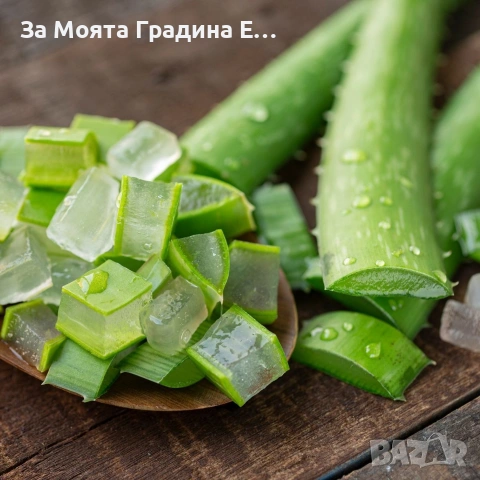 Алое Вера , снимка 2 - Стайни растения - 53743899
