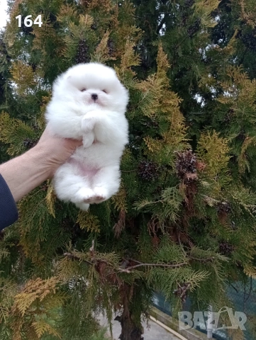 Бели мини Померани. Реални снимки от 28.02.26 г. Момче и момиче. , снимка 3 - Померан - 53677605
