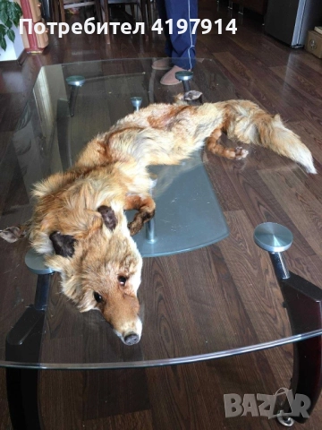 Лисича кожа