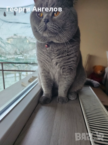 ЧИСТОКРЪВЕН МЪЖКИ БРИТАНЕЦ ЗА РАЗПЛОД