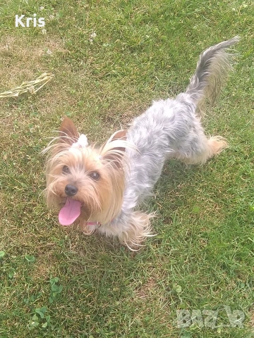 ПОДАРЯВА СЕ йоркширски териер момиче, снимка 2 - Йоркширски териер - 52630952