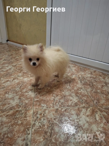 Две мини момченца на 77 дни със ваксини и паспор.Външно и вътрешно обезпаразитени., снимка 3 - Померан - 51720502