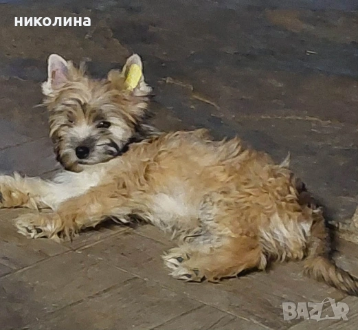 продавам йоркширски териер , снимка 6 - Йоркширски териер - 53470992