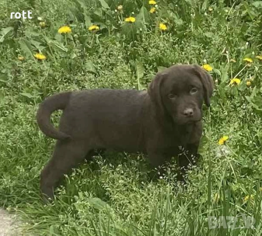 Шоколадов лабрадор, снимка 2 - Лабрадор ретривър - 54028240