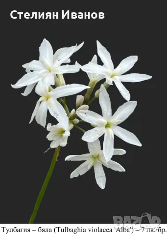 Тулбагия, социален чесън – лилава, бяла и вариегатна (Tulbaghia violacea), снимка 3 - Сортови семена и луковици - 49319139