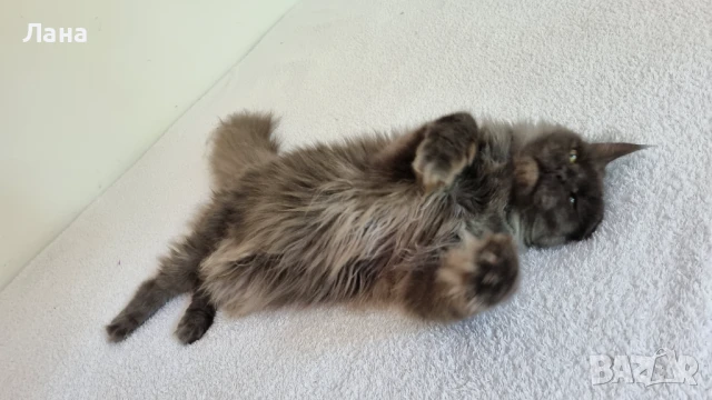 Мейн кун коте, снимка 3 - Мейн кун - 35948872