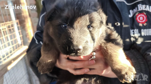 Немска Овчарка от Развъдник ”Von Zhelehanov”, снимка 7 - Немска овчарка - 53485276