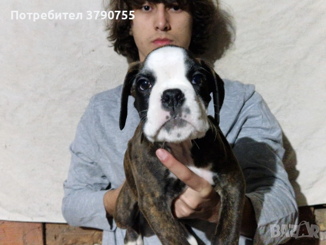 Боксер , снимка 4 - Боксер - 52847032