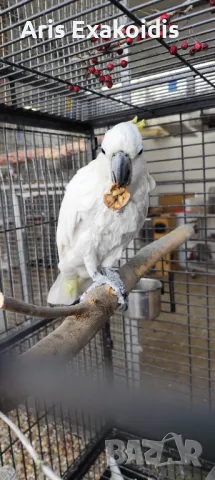 Sulfur crested cockatoo , снимка 8 - Папагали - 48281058