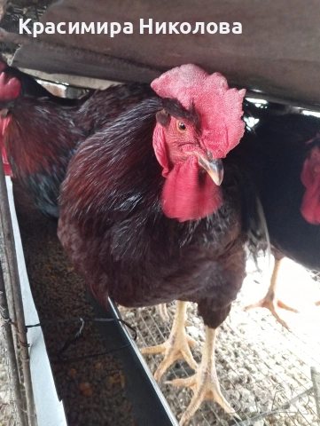 Продавам петли червени катунци., снимка 2 - Кокошки и пуйки - 53192837