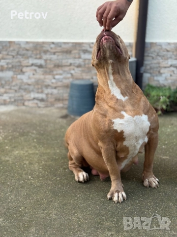 Американски булета , снимка 6 - Питбул - 52912672