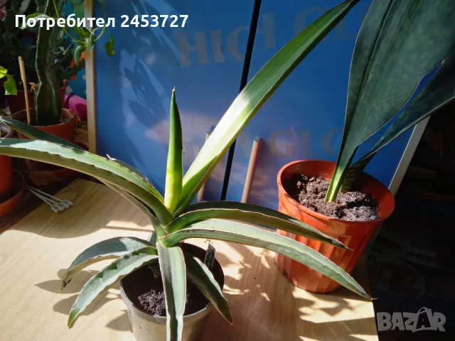 Сансевиера Стар Канари /Sansevieria Star Canary - 40 лв, снимка 2 - Стайни растения - 49593384