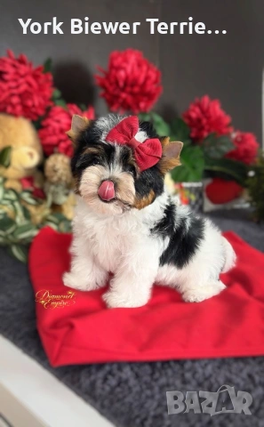 Йоркширски Териер! Перфектни Сладури за семейство с деца! 