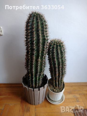 2 бр. кактуси етиолирали ехинопсиси, снимка 1 - Стайни растения - 45794930