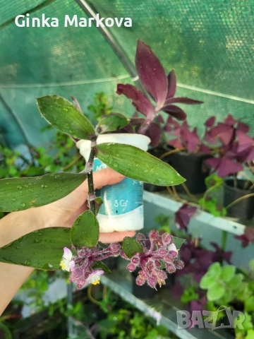 Червена традисканция - 2,49лв.