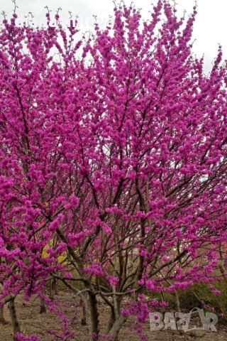 Церцис, Див Рошков, Дърво на Юда, Сercis siliquastrum, снимка 4 - Градински цветя и растения - 46601219
