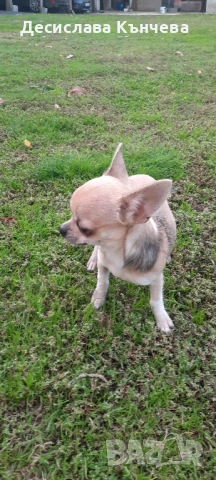 Мини чихуахуа момче, снимка 2 - Чихуахуа - 52434803