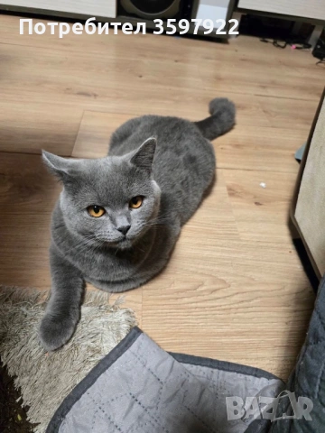 Син британец British Shorthair – 9 месеца, снимка 2 - Британска късокосместа - 53710277