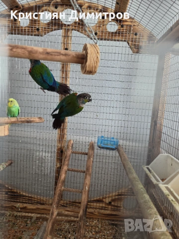 Чифт пирури перлата, снимка 5 - Папагали - 54190290