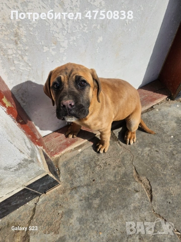 Продавам кане корсо на 3 месеца има ваксини ще напусна бг и за това го продавам