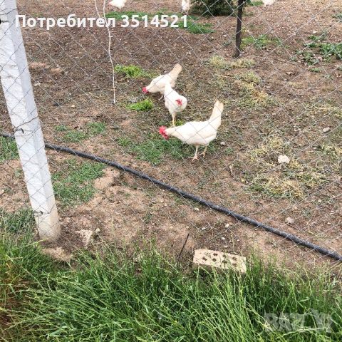 Легхорн, снимка 2 - Кокошки и пуйки - 45943626