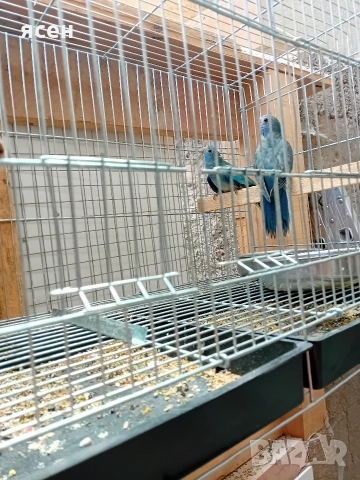 Продавам Неофема Сплендида , снимка 4 - Папагали - 53649702