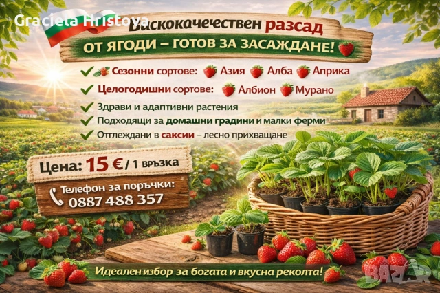 Продавам разсад ягоди 