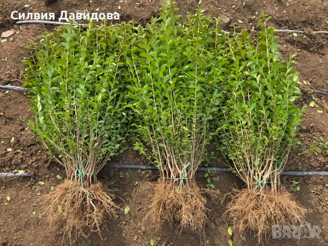 Лигуструм за жив плет на гол корен , снимка 3 - Градински цветя и растения - 53730127