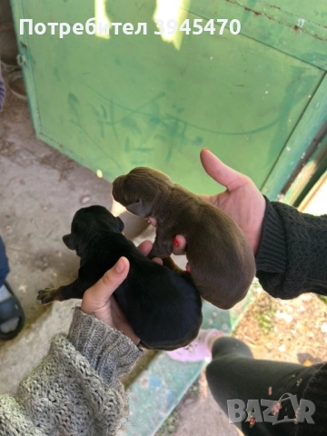 Малки добермани, снимка 8 - Доберман - 52584597