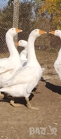 Оплодени яйца от Емденски гъски 
