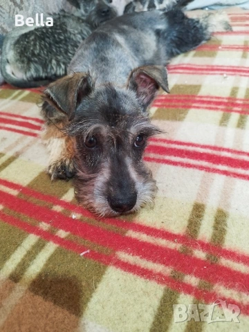 Мини шнауцер , снимка 4 - Други - 54053419