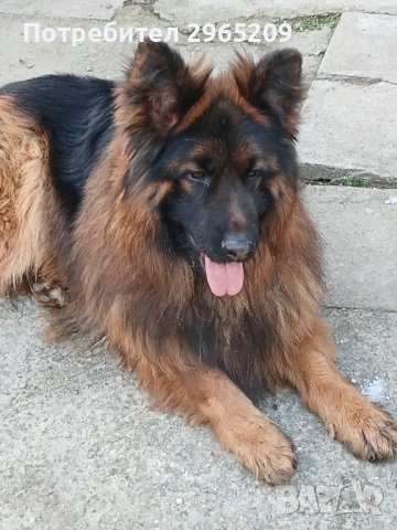 Елитни немски овчарки