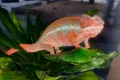 Леопарадов хамелеон, panther chameleon (furcifer pardalis) nosy be, снимка 2