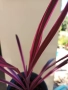 Кордилине розово с червено, снимка 3